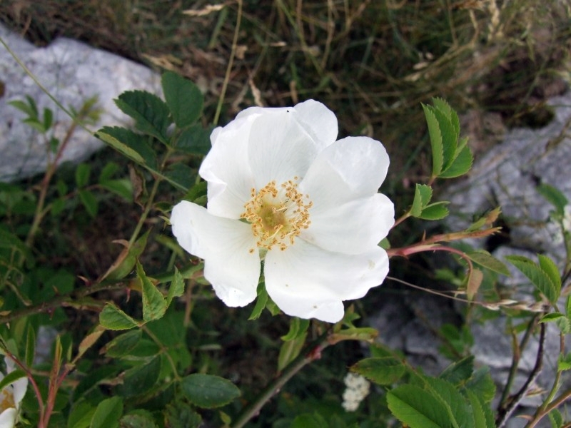 rosa